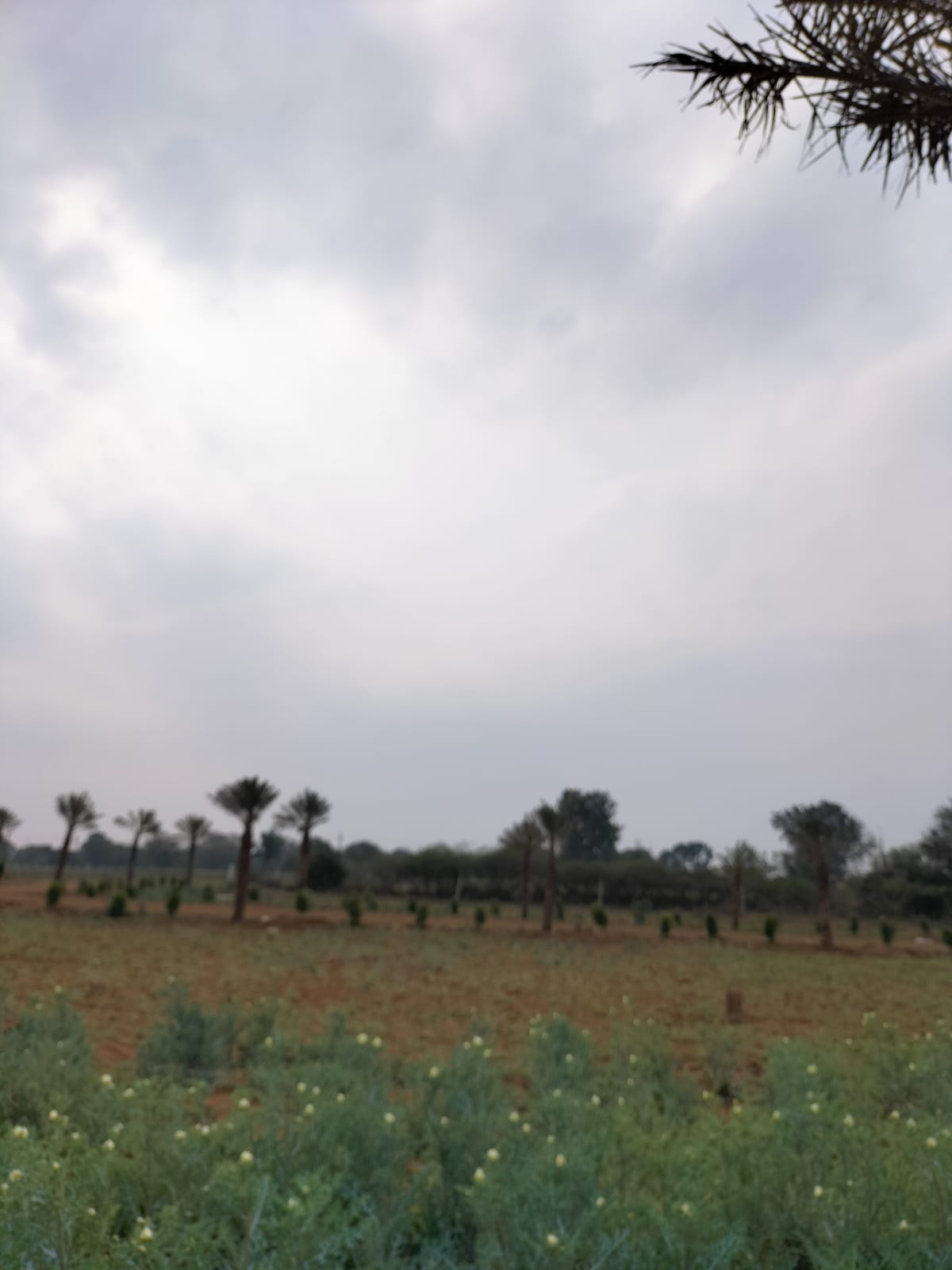 Real Legacy Riddhima Residency – Residential Plots Township in Rajasthan, Dausa — 4