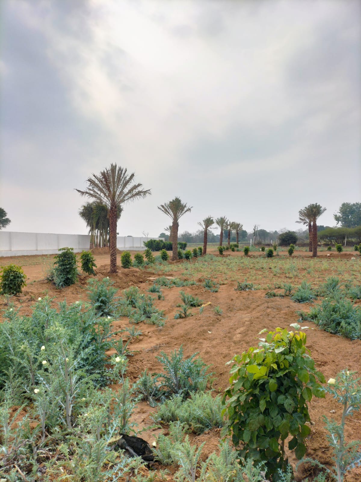 Real Legacy Riddhima Residency – Residential Plots Township in Rajasthan, Dausa