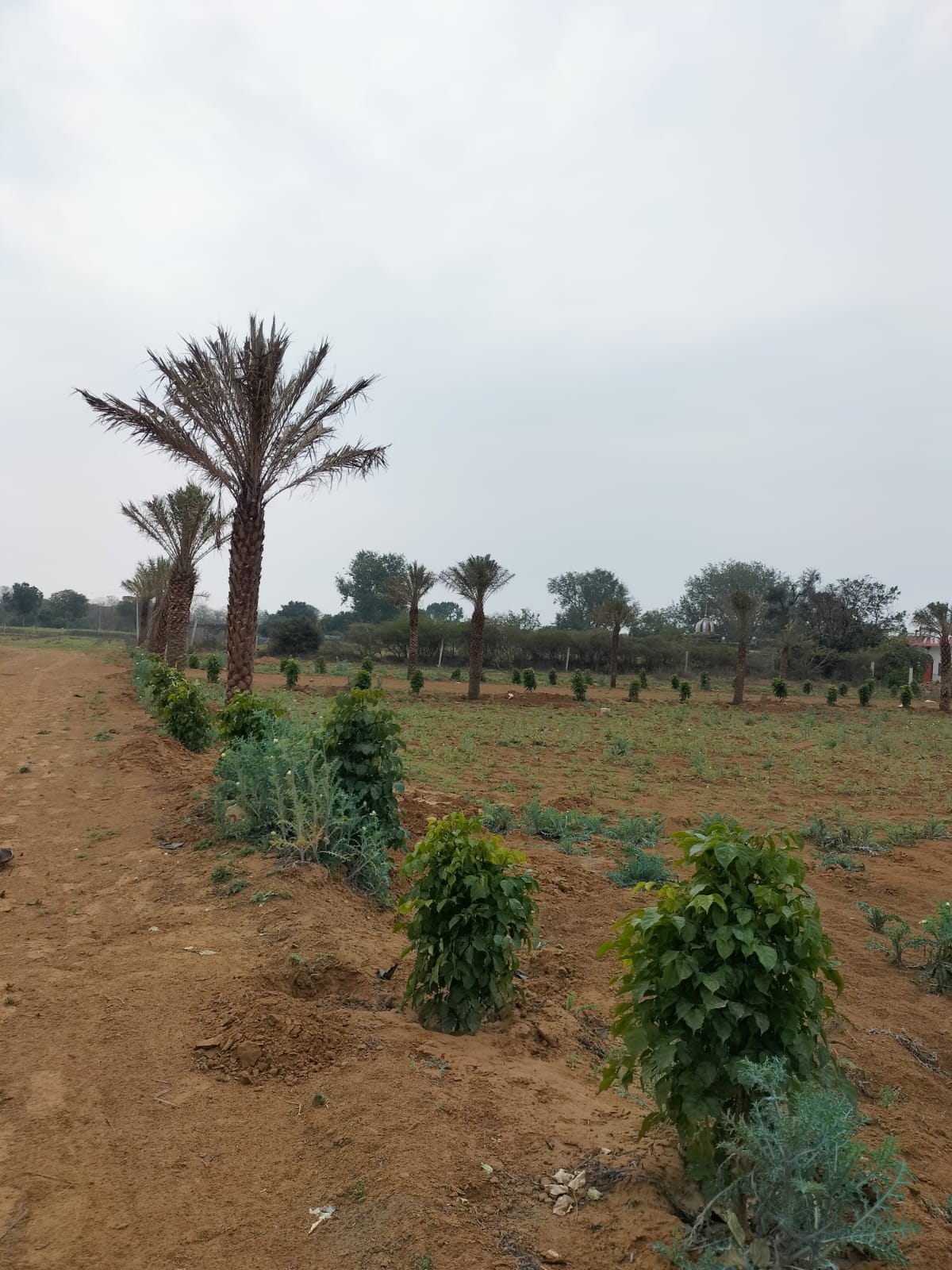 Real Legacy Riddhima Residency – Residential Plots Township in Rajasthan, Dausa — 5